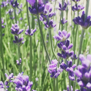 Garden sprinkles - lavender