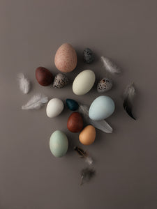 A dozen bird eggs